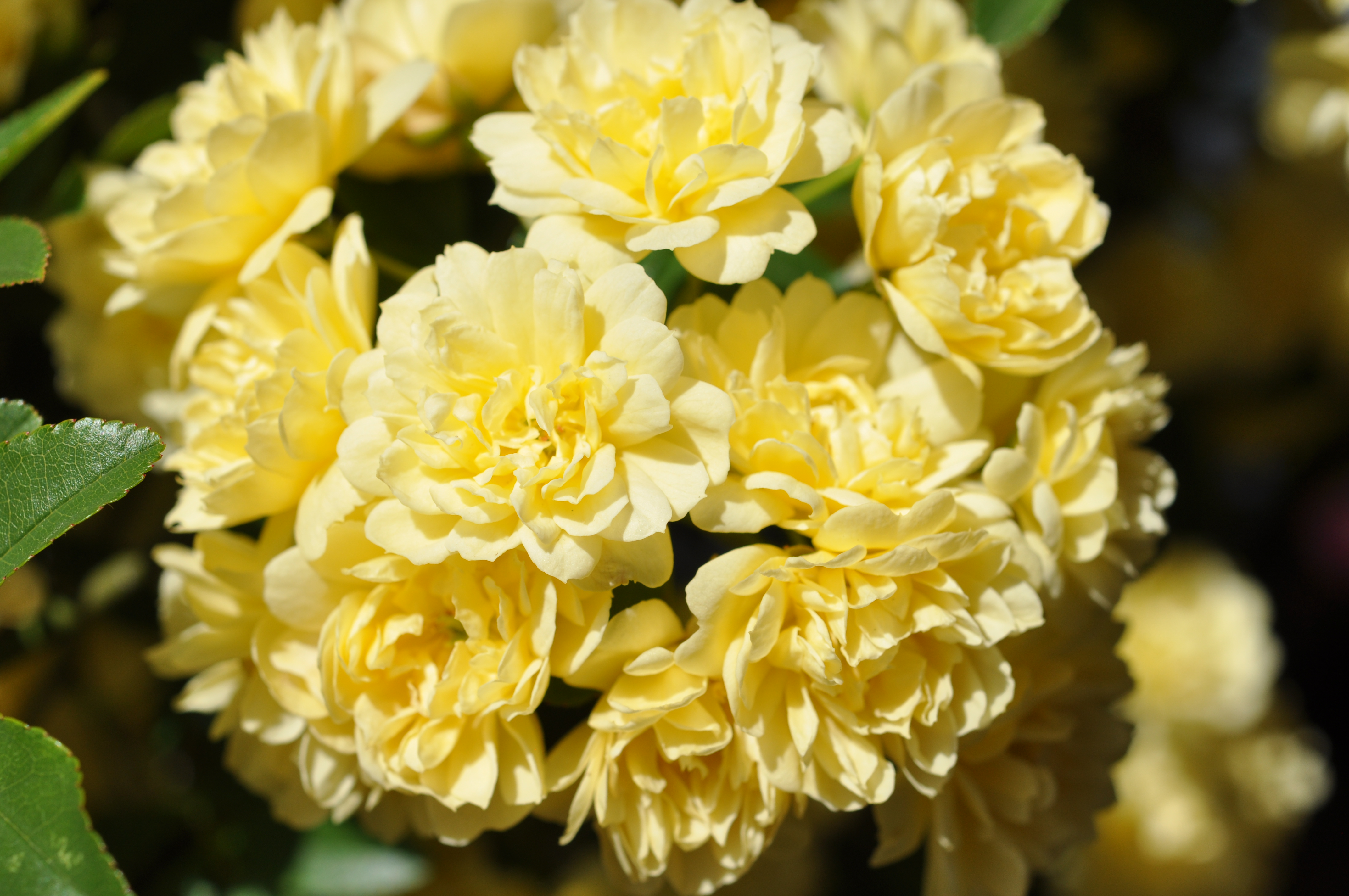 Banksia rose23.jpg